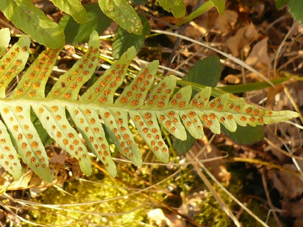 Polypodium x mantoniae (Polypodiaceae)